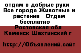 отдам в добрые руки - Все города Животные и растения » Отдам бесплатно   . Ростовская обл.,Каменск-Шахтинский г.